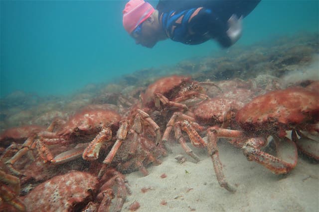 A snorkeller looks at spider crabs (Matt Slater and Cornwall Wildlife Trust/PA)