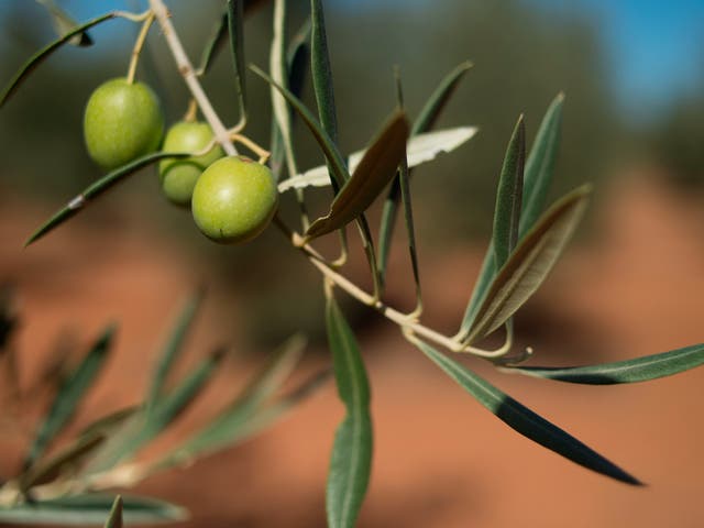 <p>Spain is reportedly on track to produce 400,000 fewer tonnes of olive oil this year</p>