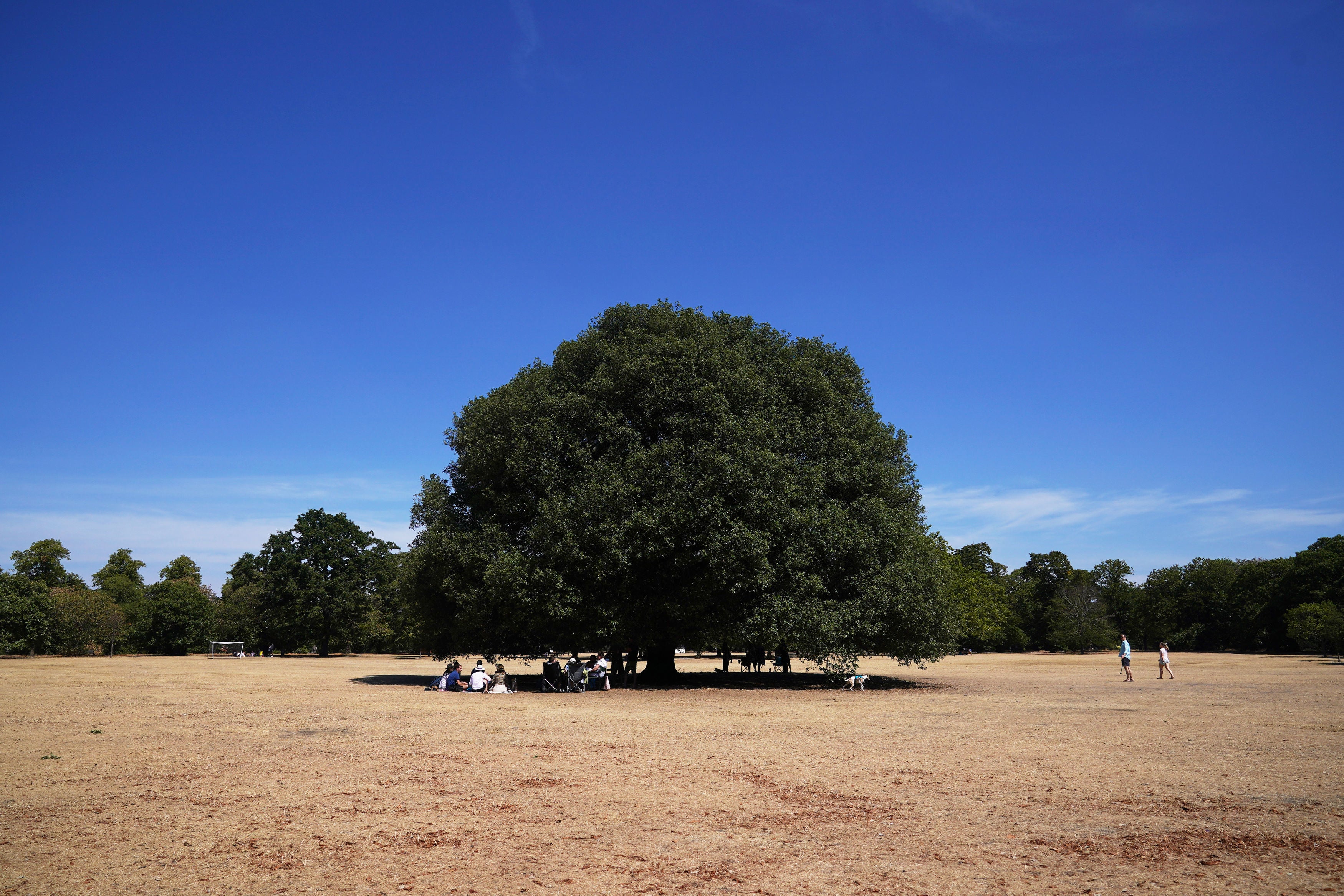People sit under a tree in Greenwich Park in London.