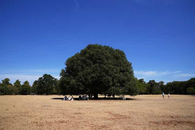 <p>People sit under a tree in Greenwich Park in London. </p>