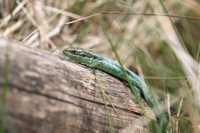 <p>The common lizard in the south of France is being hit hard by the heat</p>