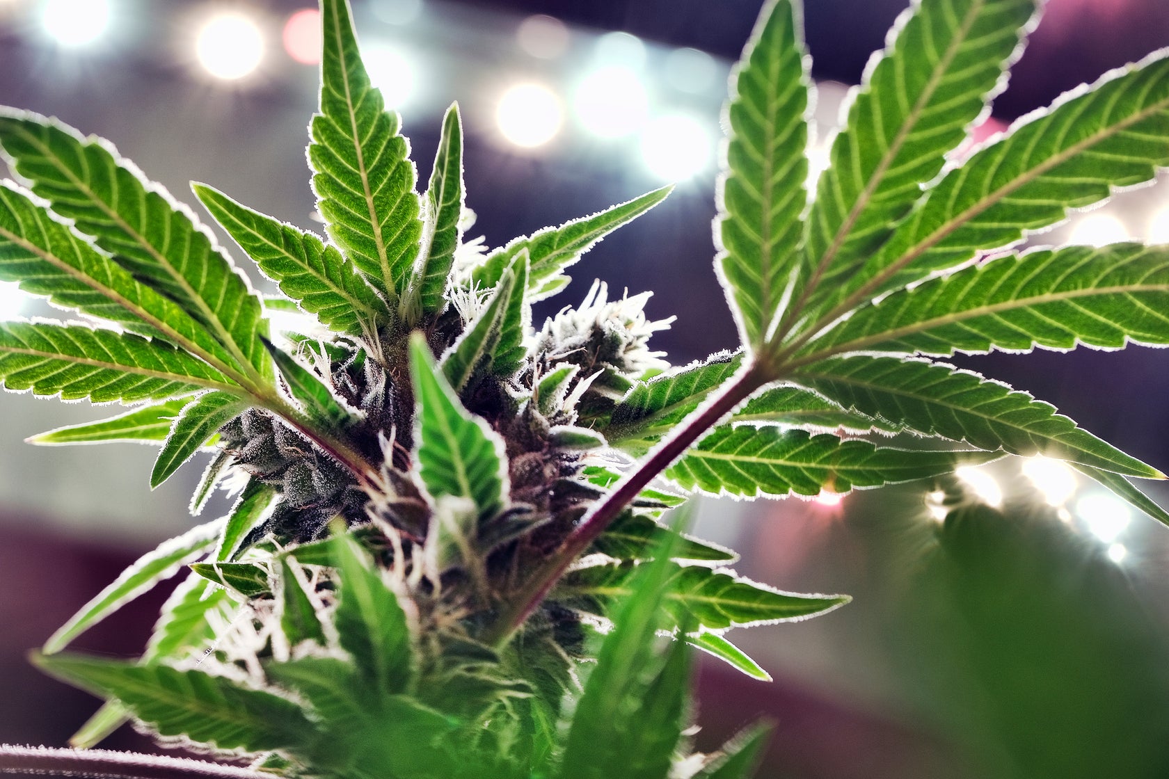 Recreational Marijuana Missouri