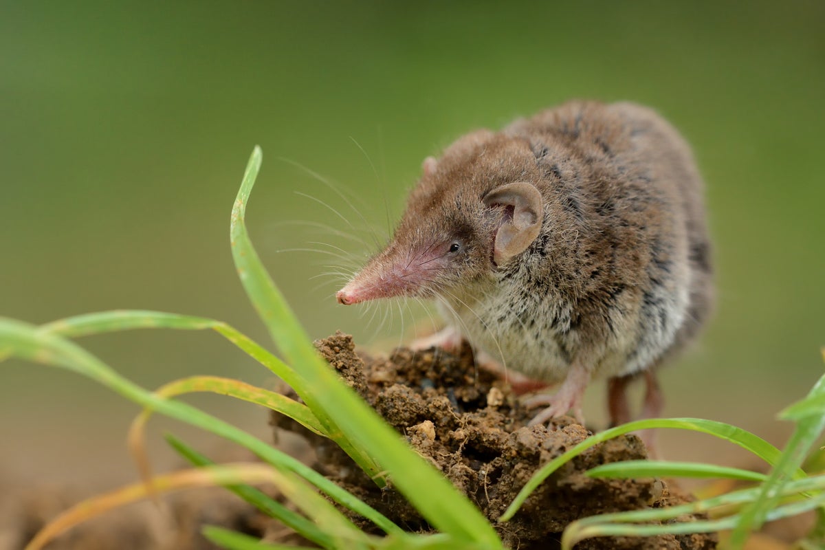 What we know so far about ‘Langya,’ the new virus discovered in China