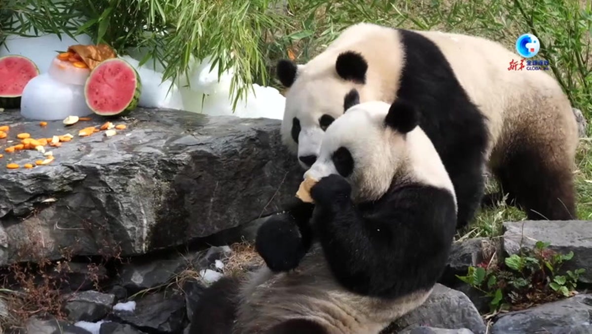 Giant panda twins eat ‘cake’ and watermelon as they celebrate birthday at Belgian zoo