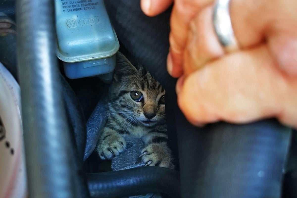 Navy helicopter engineer dismantles car to rescue stray kitten trapped ...