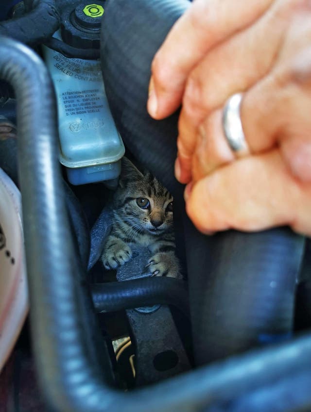 The eight-week-old kitten was discovered inside a tiny hole between the wheel arch and liner of a Volkswagen Golf. (Martyn Collick/PA)