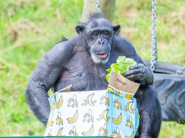 Lizzie the chimpanzee, one of Belfast Zoo’s oldest residents, has celebrated her 50th birthday (Alan Campbell/PA)