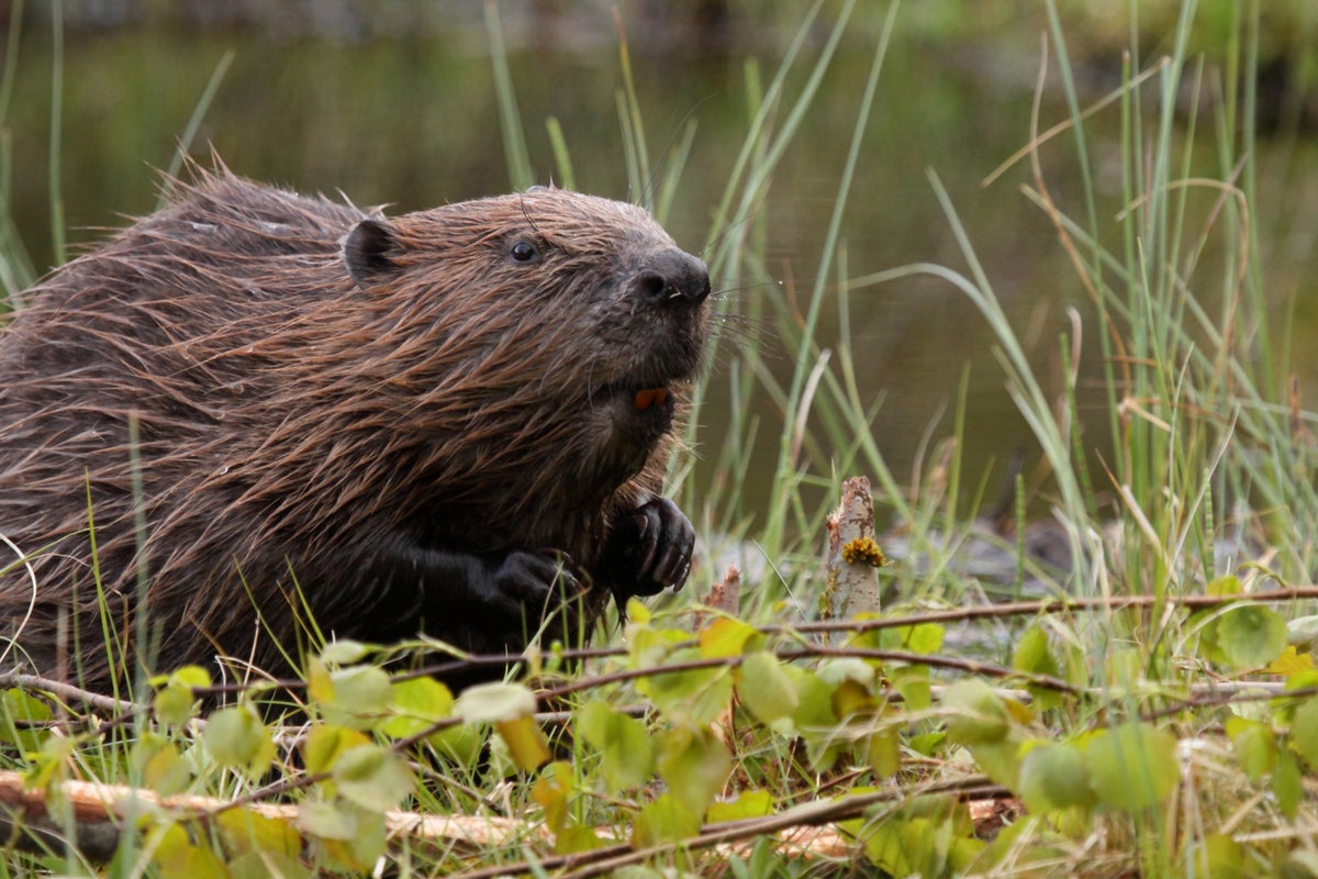 Beavers helping to tackle environmental impact of heatwaves, National Trust says