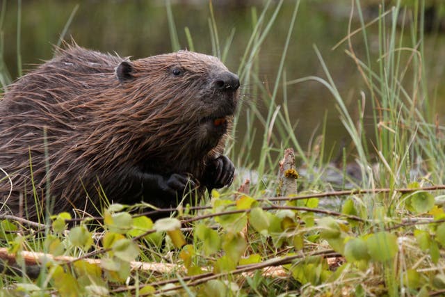 <p>Beavers were reintroduced at the National Trust’s Holnicote Estate in Somerset in 2020. The impact has been dramatic</p>