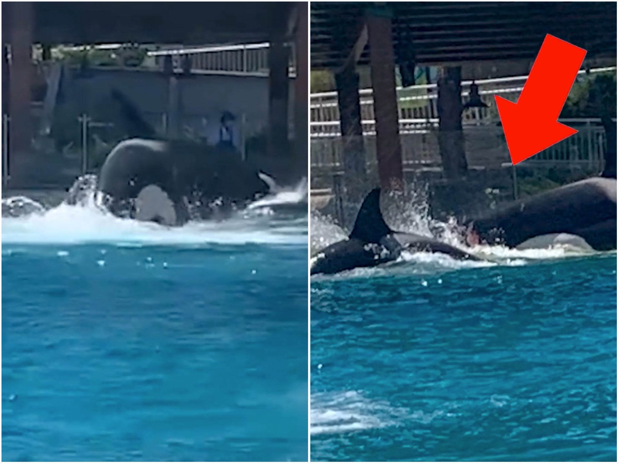 Video of Orcas fighting at SeaWorld prompts call for boycott The Independent