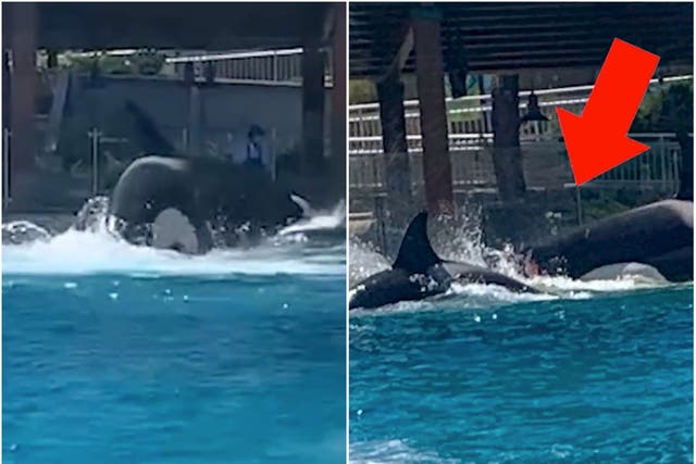 <p>PETA released a video of an Orca appearing to attack its tank mate at SeaWorld in San Diego, California</p>
