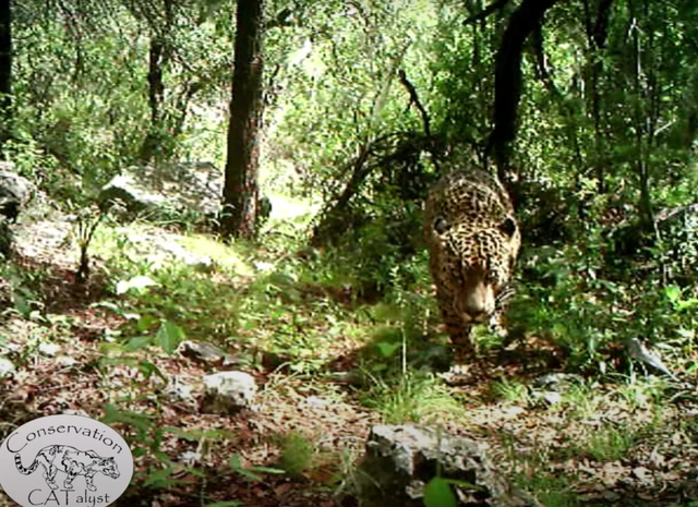 <p>‘El Jefe’, the Americas’ only known wild jaguar, was spotted this month in Mexico</p>