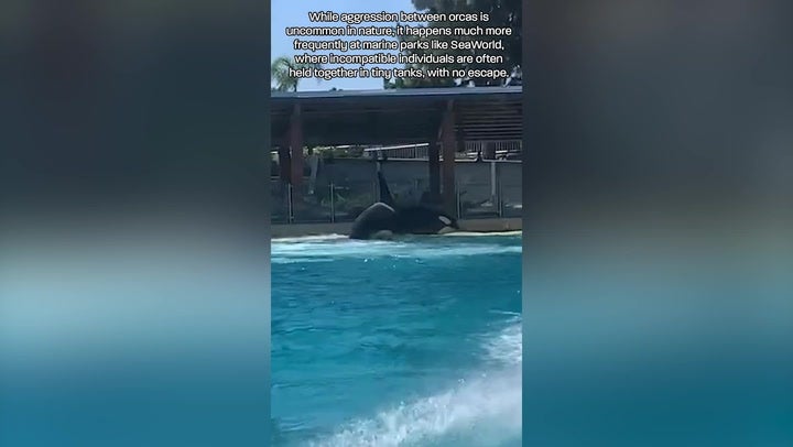 SeaWorld: Orca has chunks torn from body as tank mates unleash attack