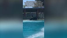 SeaWorld: Orca has chunks torn from body as tank mates unleash attack