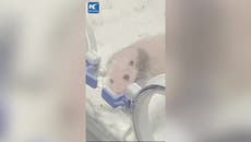 Giant panda twins incubated after birth at Chinese zoo