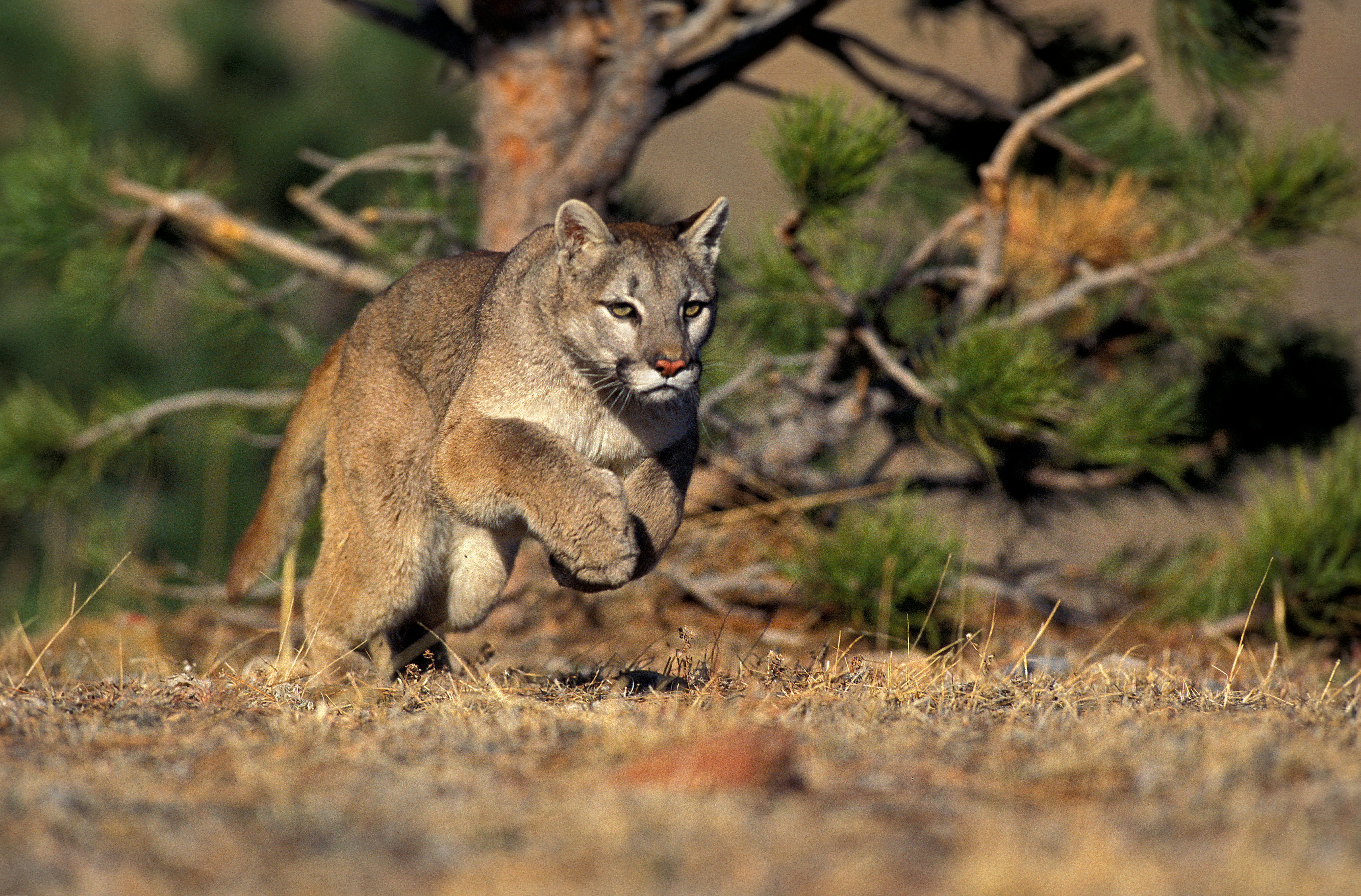 <p>Cougar attacks in the state are extremely rare </p>