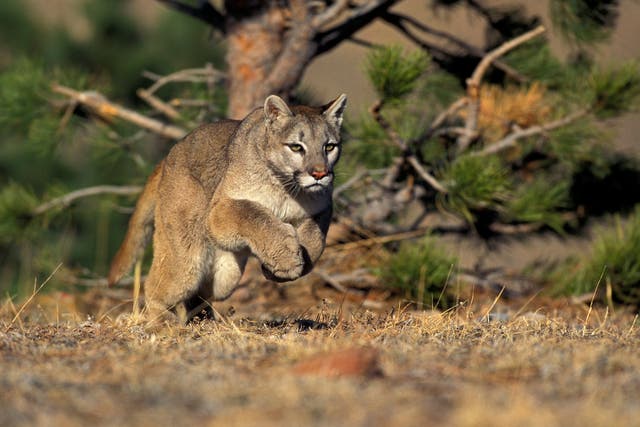 <p>Cougar attacks in the state are extremely rare </p>