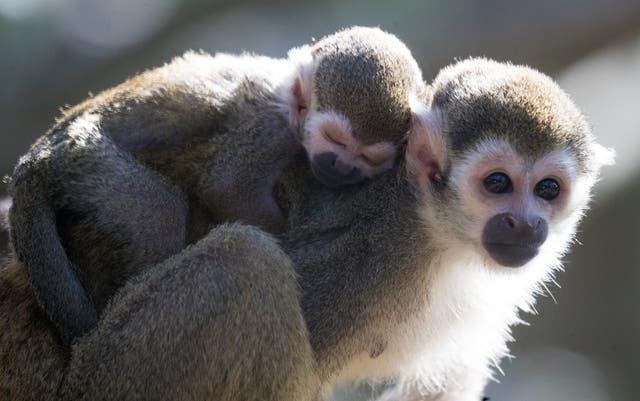 Primates live in a wide range of tropical, subtropical and temperate forests, and woodlands (Andrew Matthews/PA)