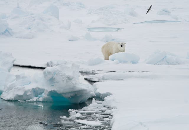 <p>A polar bear on the ice near Svalbard, Norway inside the Arctic Circle in 2008</p>