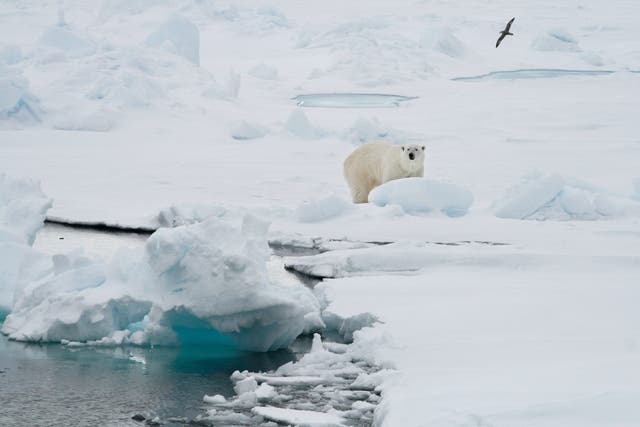 <p>A polar bear on the ice near Svalbard, Norway inside the Arctic Circle in 2008</p>