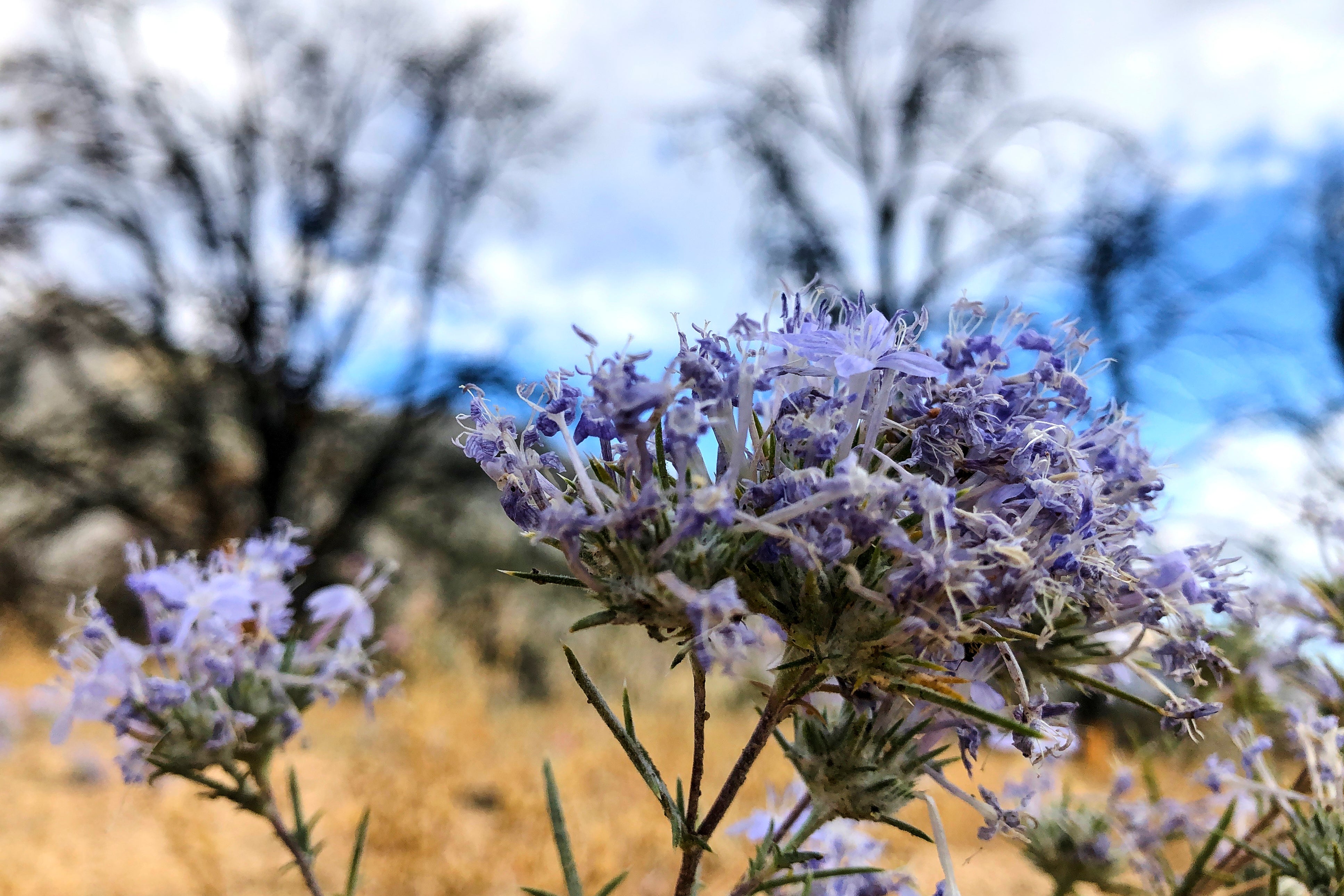 California Wildfire After the Burn