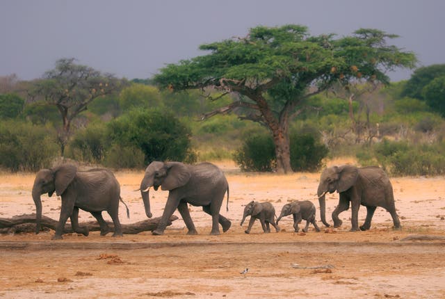 <p>Representational photo of a herd of elephants make their way through the Hwange National Park in Zimbabwe in search of water</p>