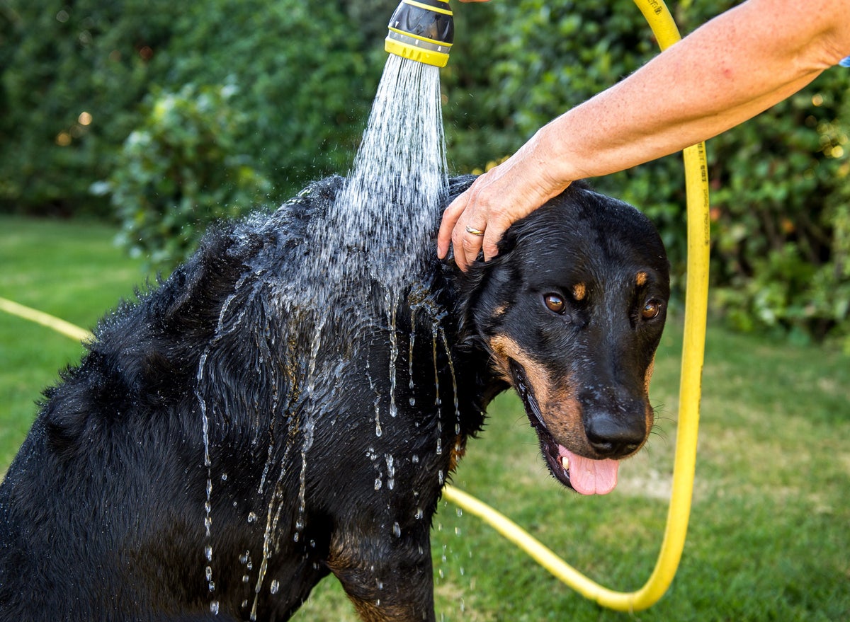 TikTok’s best hacks for how to keep your pets cool in a heatwave