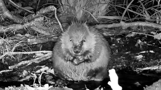 Two beavers born in Somerset have been named after Lionesses Alessio Russo and Ella Toone (National Trust/PA)