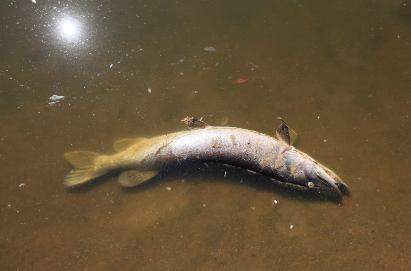 A dead fish in the Oder River in Cigacice village, western Poland