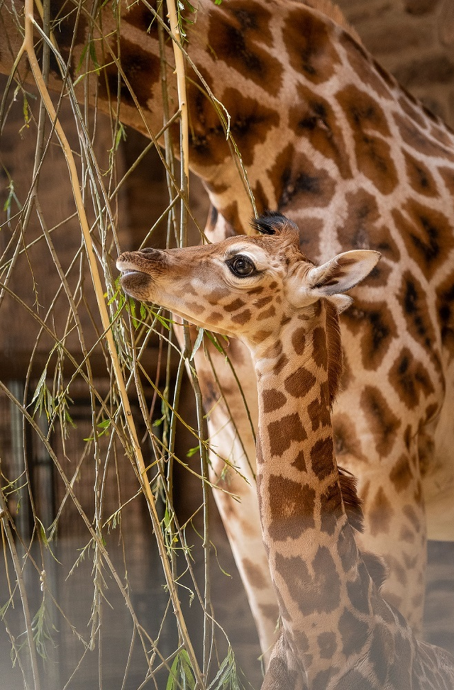 Stanley was born on Saturday weighing in at 72 kilograms (Chester Zoo/PA)