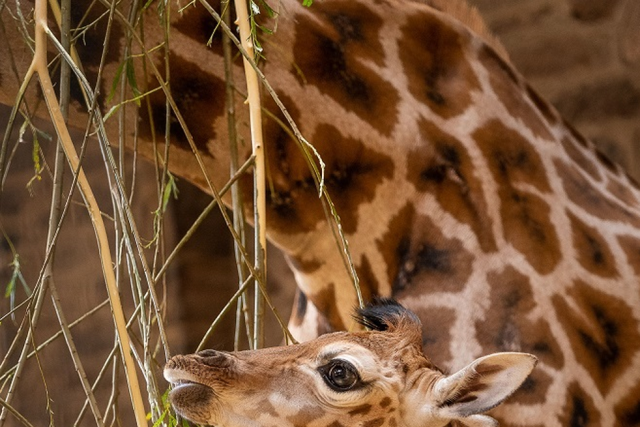 Stanley was born on Saturday weighing in at 72 kilograms (Chester Zoo/PA)