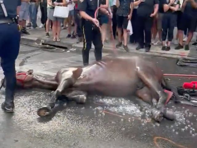 <p>Police revived the horse with water after collapsing during rush hour </p>
