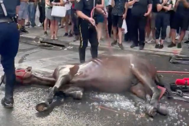 La policía revivió al caballo con agua después de colapsar durante la hora pico