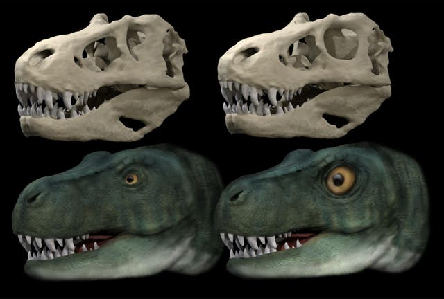 Dinosaurs evolved different eye socket shapes to allow stronger bites – study (Stephan Lautenschlager/ University of Birmingham)