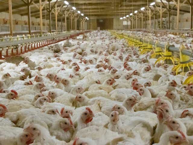 <p>Birds densely packed together at factory farms are more vulnerable to dying of heat stress</p>