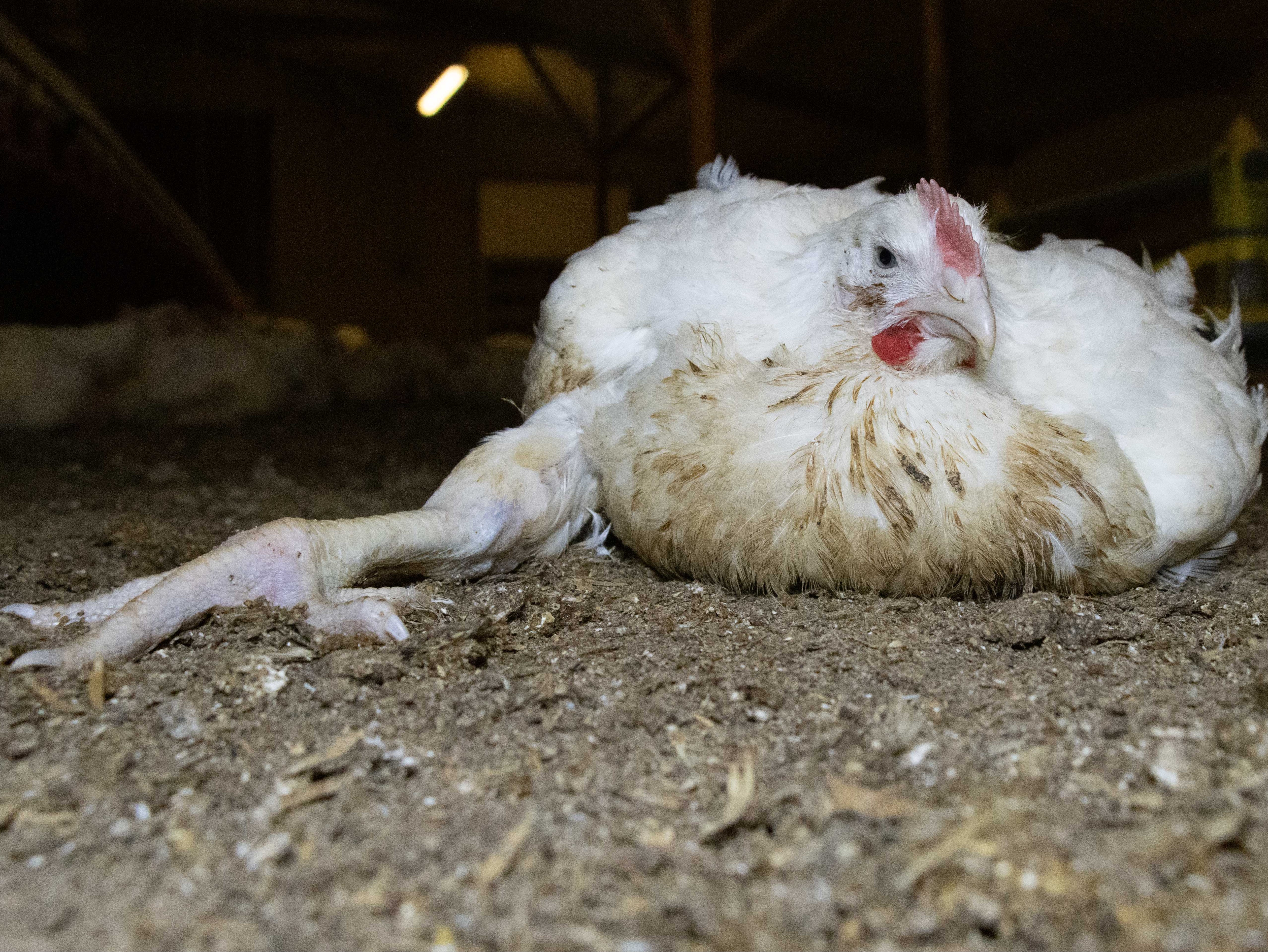 A typical fast-growing chicken that cannot support its own weight and is susceptible to heat extremes