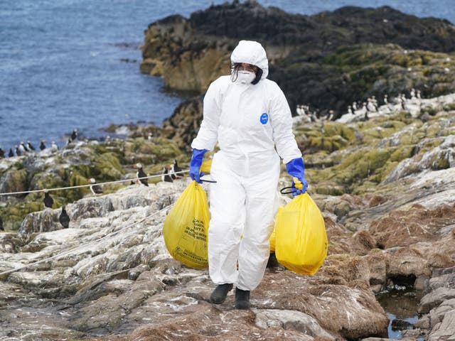 <p>A National Trust ranger clears deceased birds from Staple Island, one of the Outer Group of the Farne Islands, off the coast of Northumberland, where the impact of Avian Influenza is having a devastating effect</p>