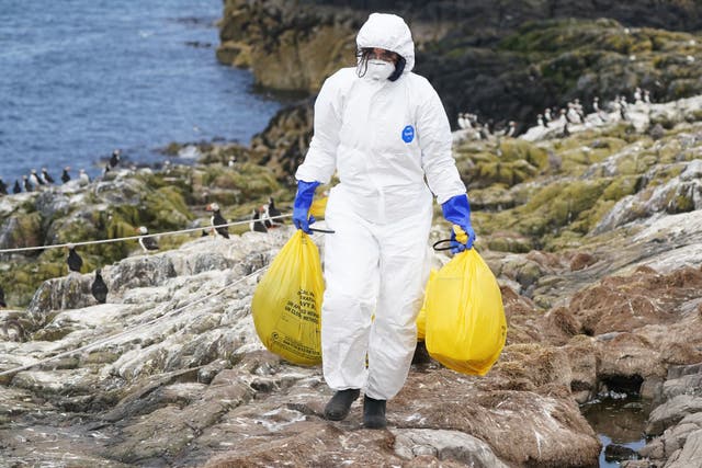<p>A National Trust ranger clears deceased birds from Staple Island, one of the Outer Group of the Farne Islands, off the coast of Northumberland, where the impact of Avian Influenza is having a devastating effect</p>