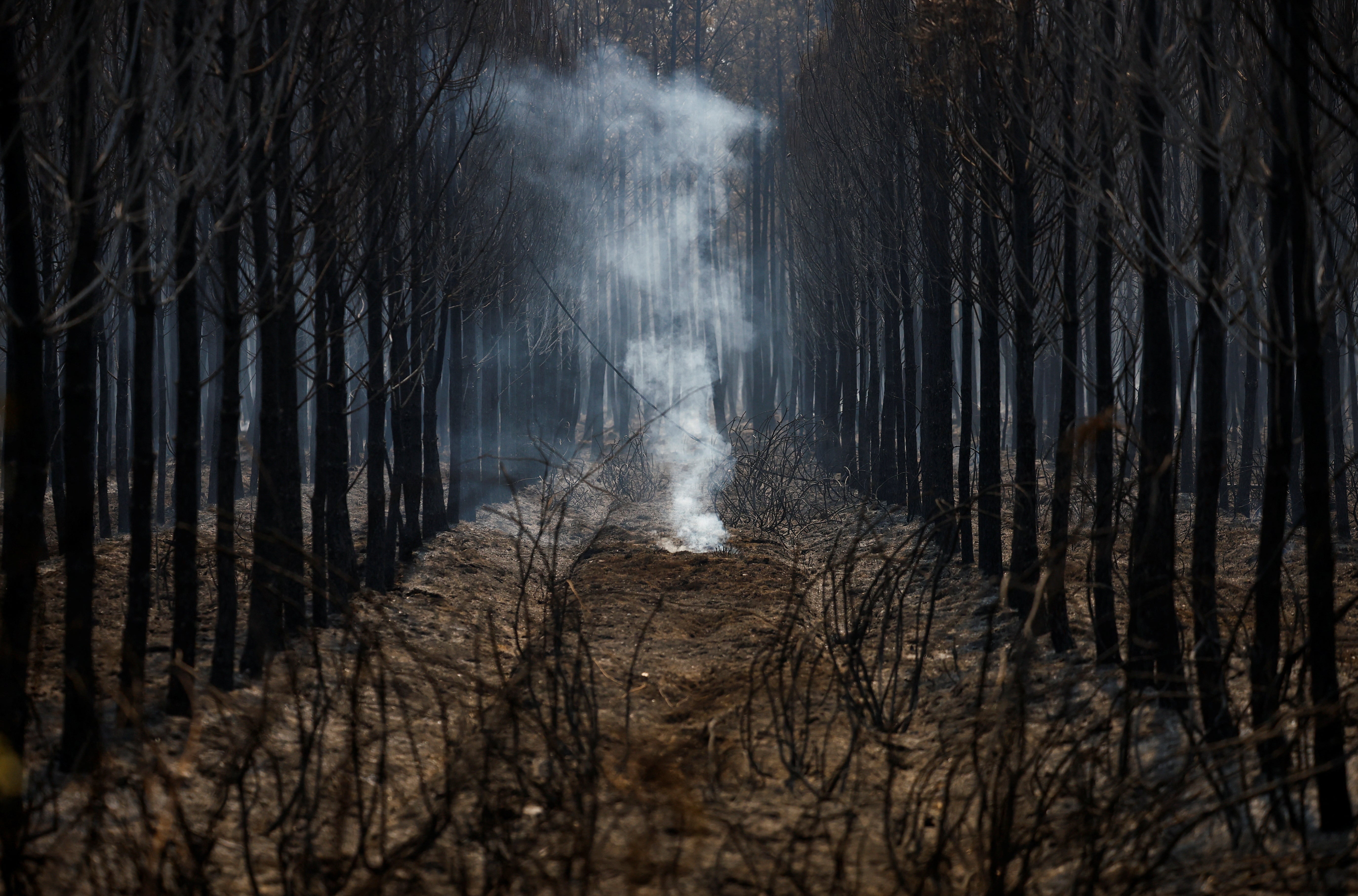 A view shows trees and vegetation burnt by a major fire in Hostens, as wildfires continue to spread in the Gironde region of southwestern France