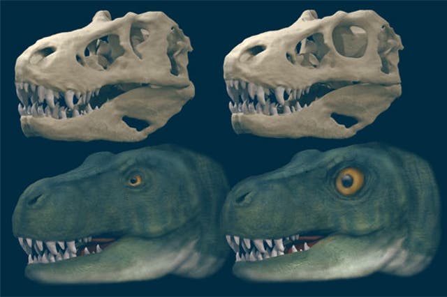 <p>Large predatory dinosaurs, such as Tyrannosaurus rex, evolved different shapes of eye sockets to better deal with high bite forces</p>