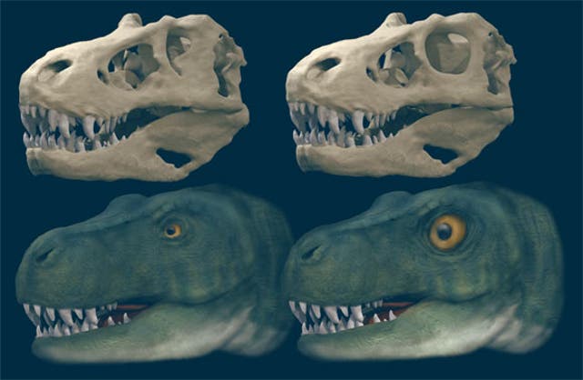 <p>Large predatory dinosaurs, such as Tyrannosaurus rex, evolved different shapes of eye sockets to better deal with high bite forces</p>