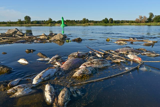 <p>Dead fish drift in the Oder River near Brieskow-Finkenheerd in eastern Germany</p>