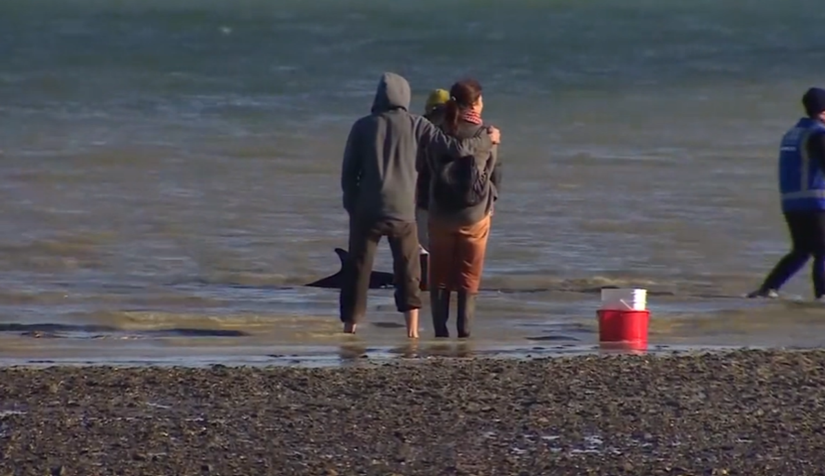 New Zealand rescuers use buckets and towels in race to save stranded dolphins