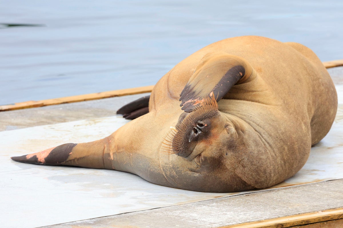 Freya the Walrus could be killed by Norway authorities if people don’t stay away