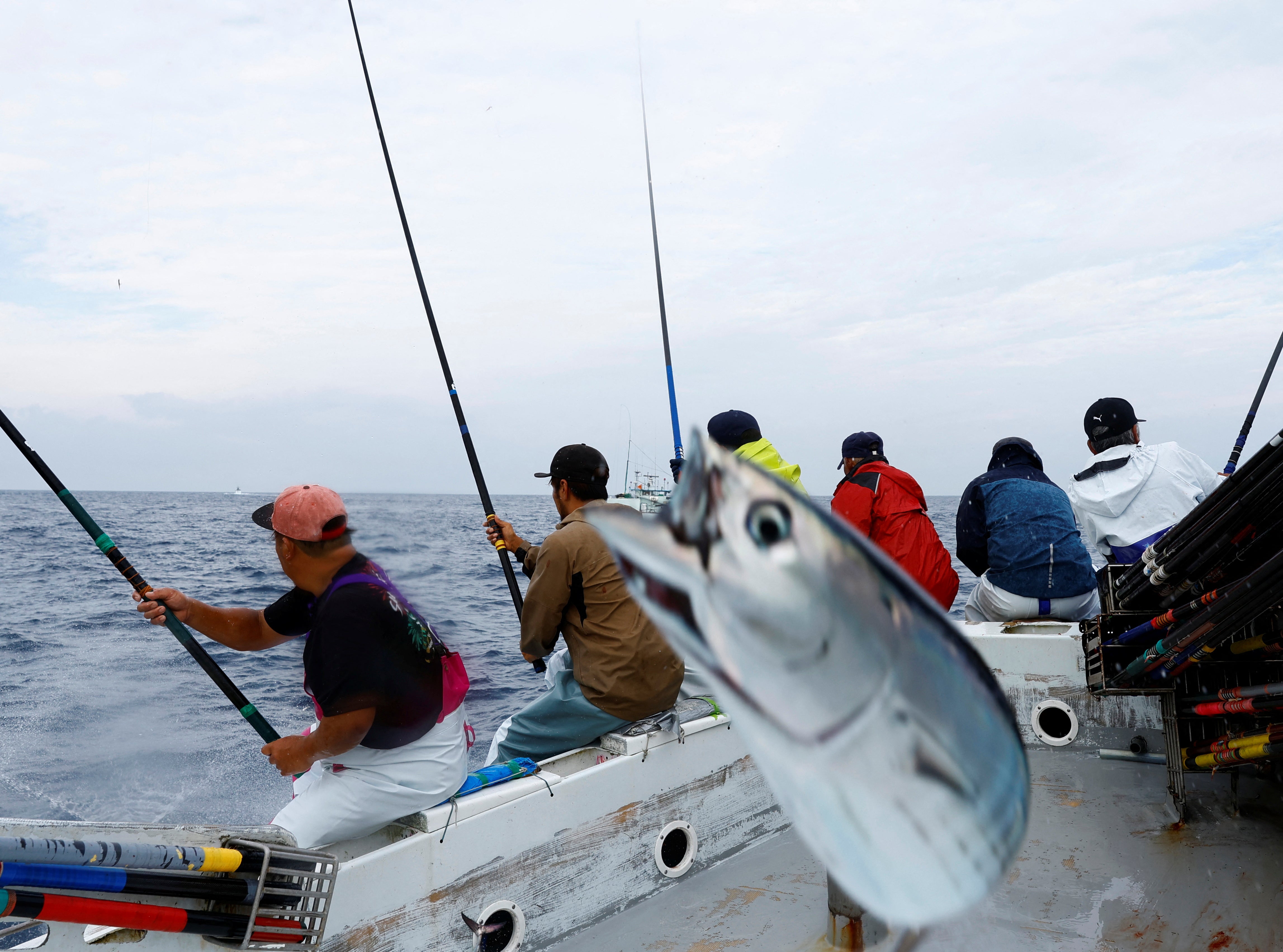 Crew members on the Nakajomaru katsuo fishing boat catch katsuo using traditional ipponzuri, in Tosa Bay, Japan