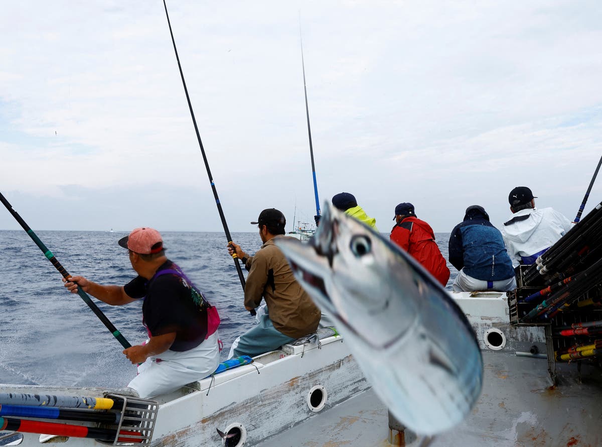 Plight of Japan’s fatty ‘katsuo’ fish may foreshadow climate change