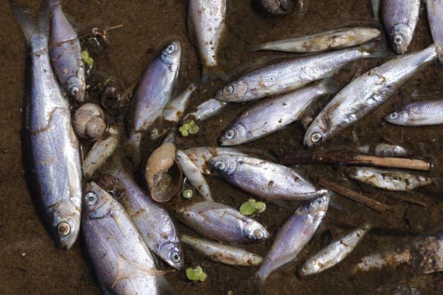 <p>Fish lie dead on the western bank of the River Oder </p>