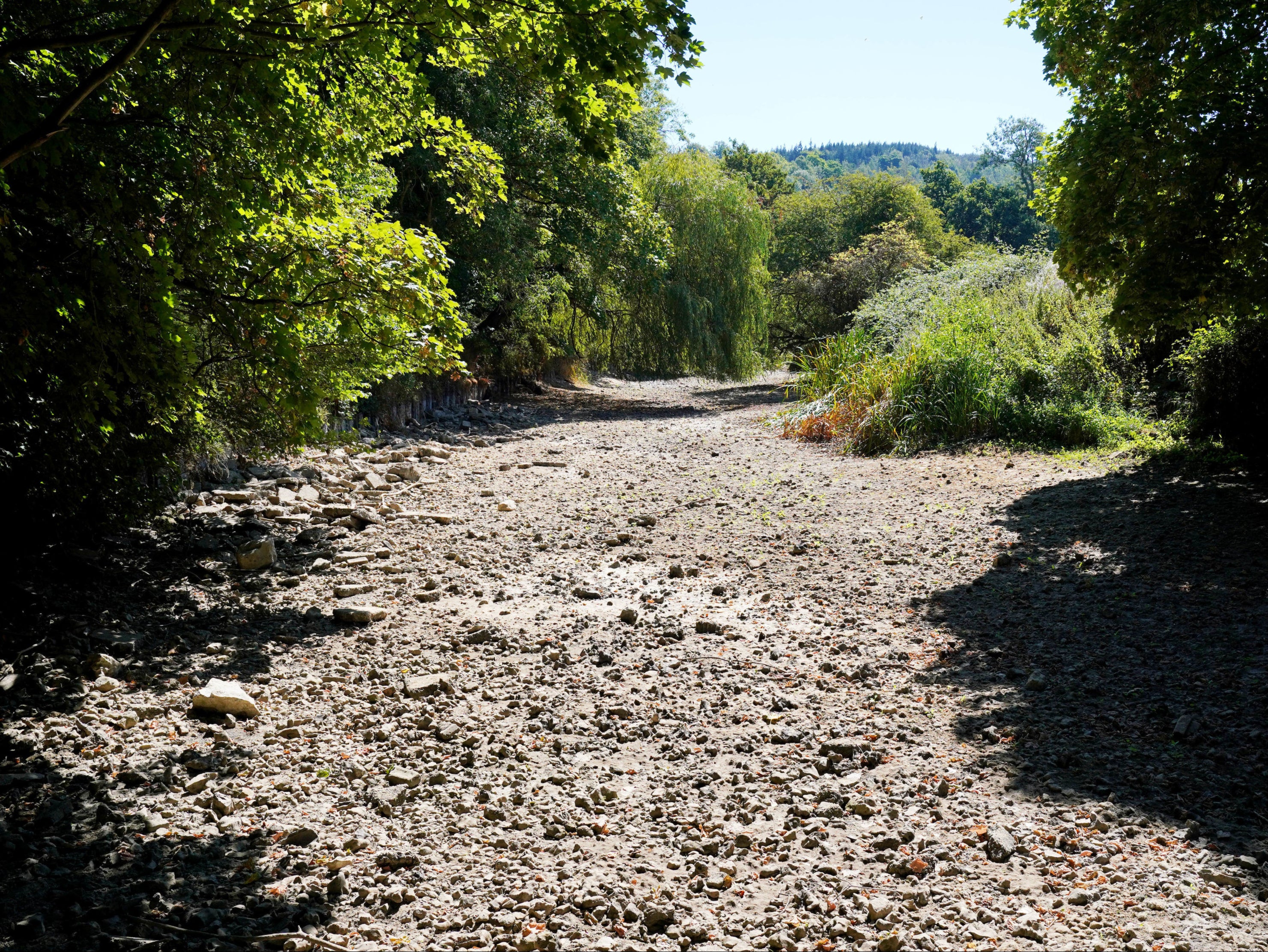 Rivers such as the Mole in Surrey are drying out, leaving wildlife struggling to survive