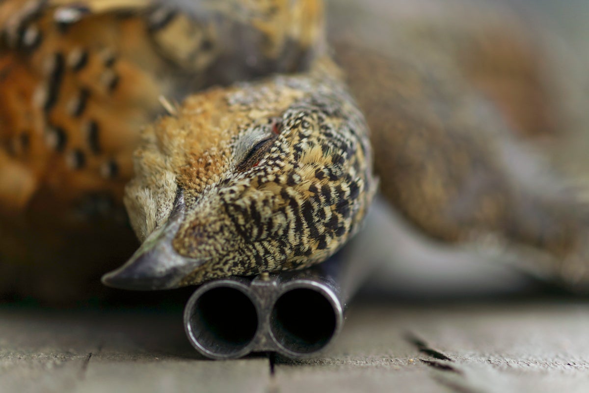 Voices: Grouse shooting is outdated and cruel – here’s why it must end now