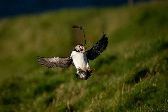 A puffin is seen with a freshly caught fish (Aaron Chown/PA)